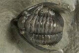 Diademaproetus Trilobite - Ofaten, Morocco #310523-2